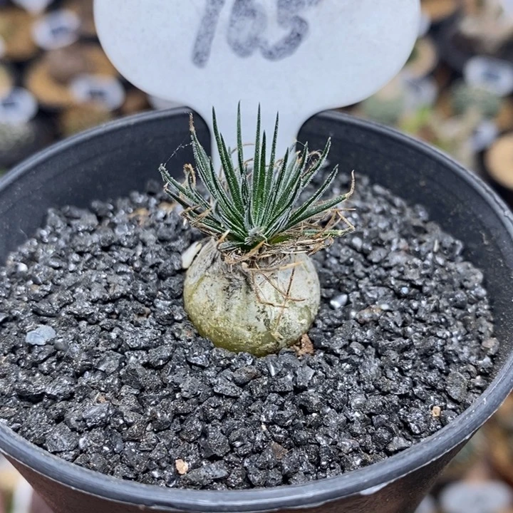 濂****店专拍165号小海葱