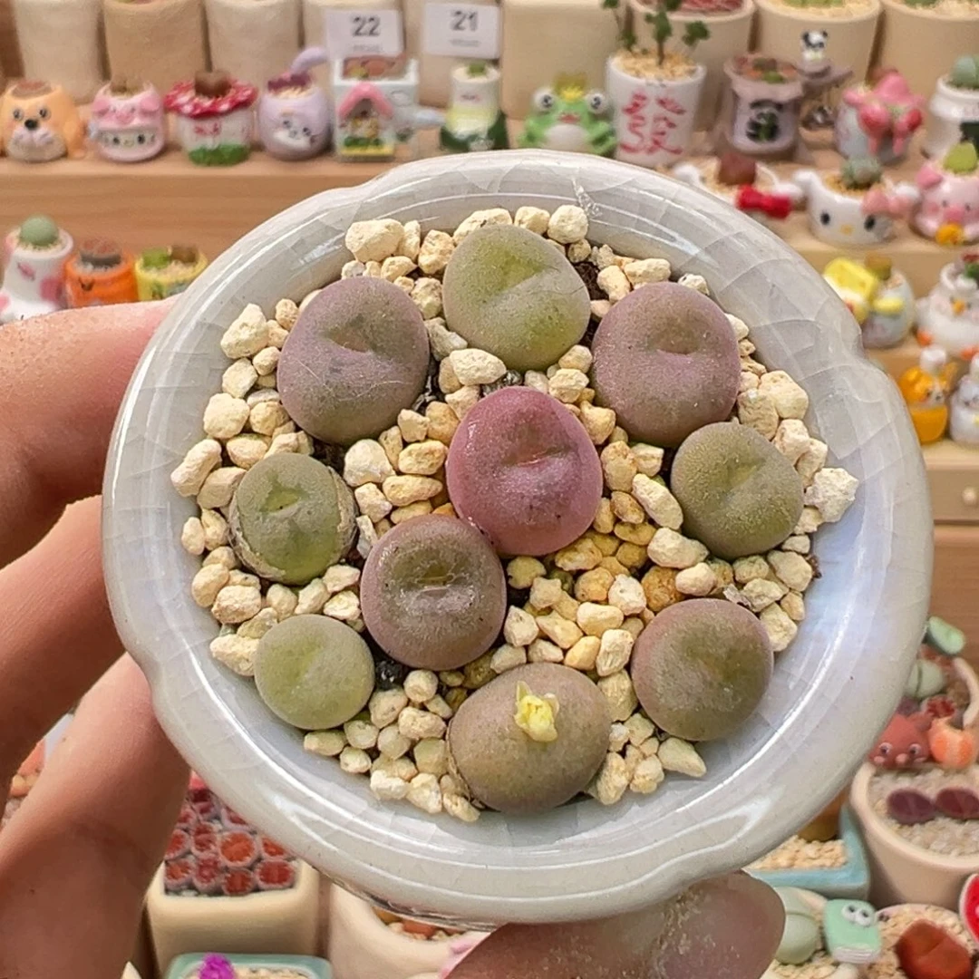 多肉植物30号空卡佛
