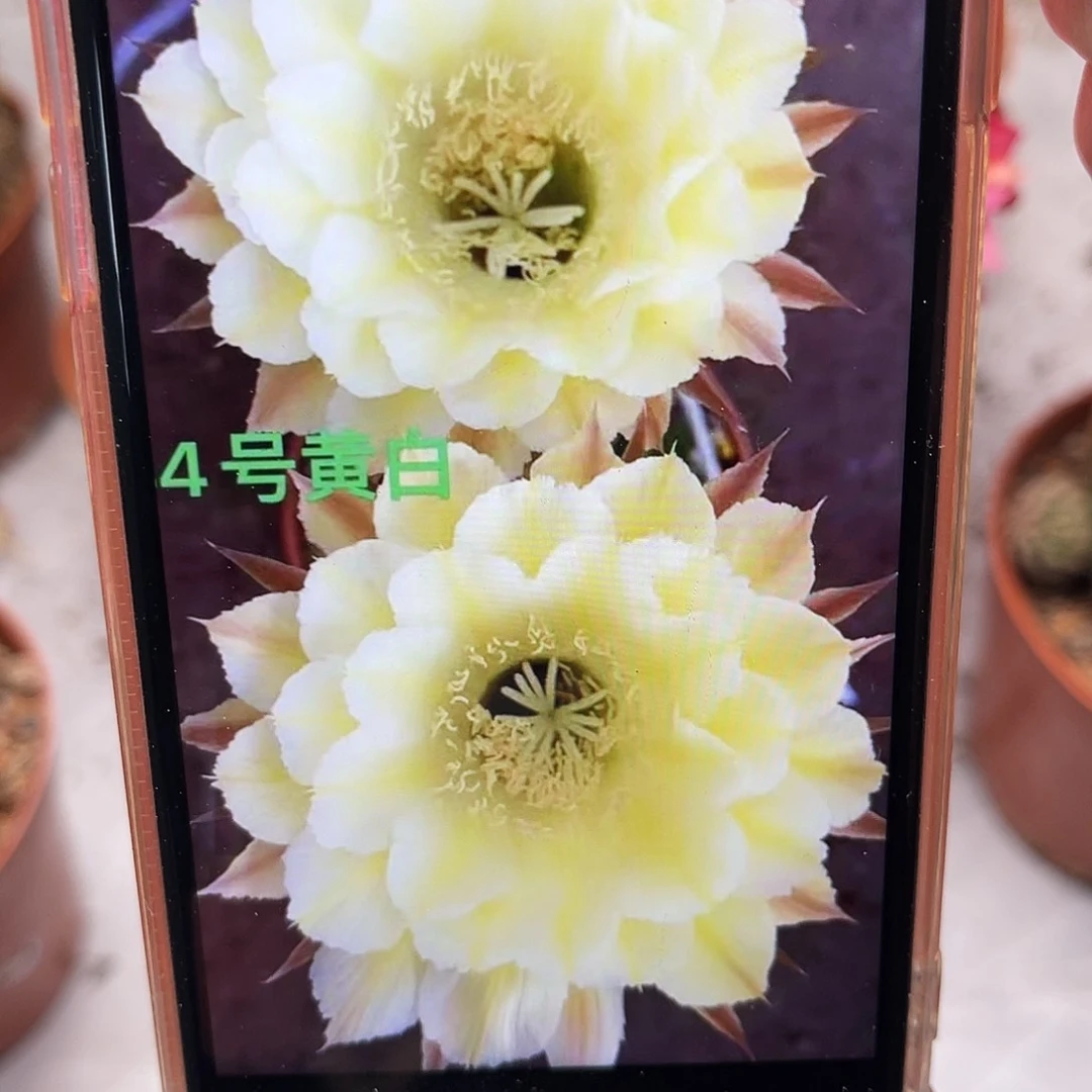 彩草44号4.5公分左右