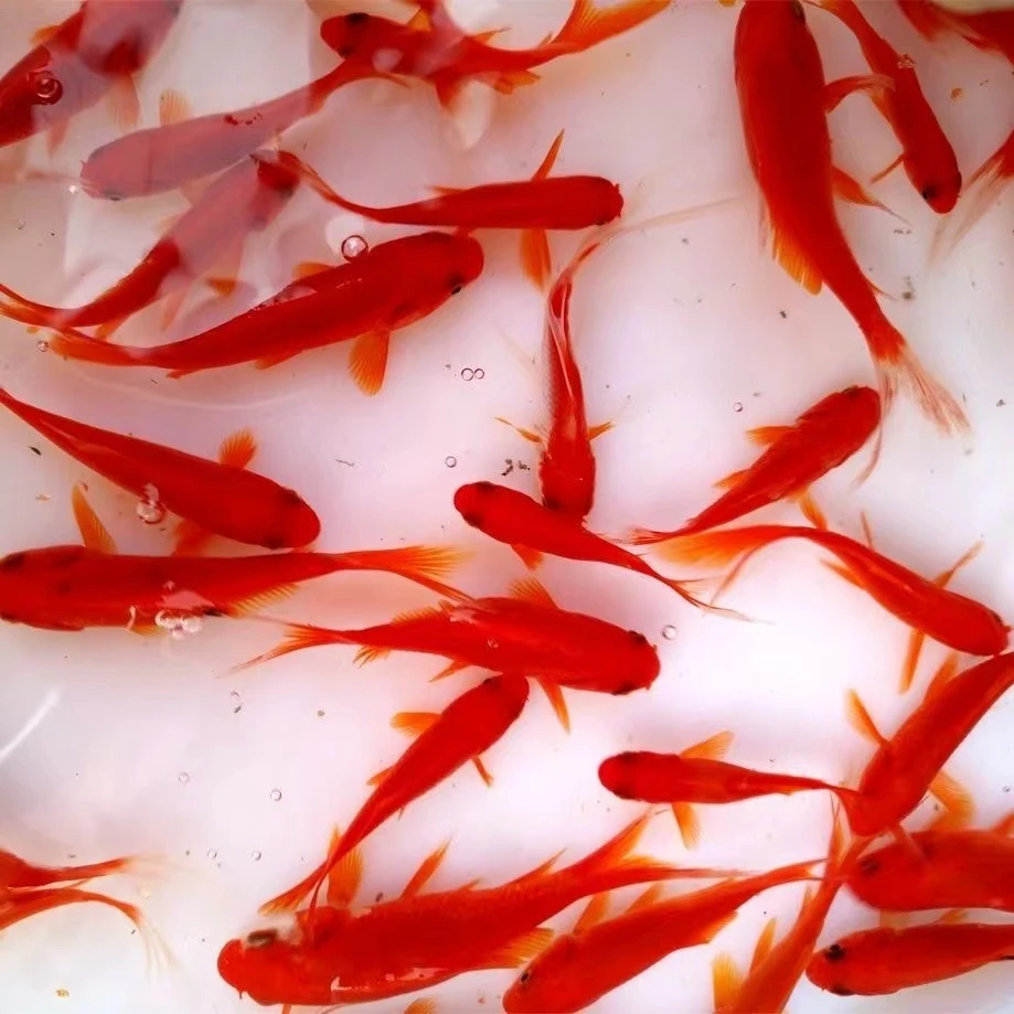 7-9厘米9条草金鱼颜色混搭皮实耐活新手鱼冷水观赏鱼渔场直发