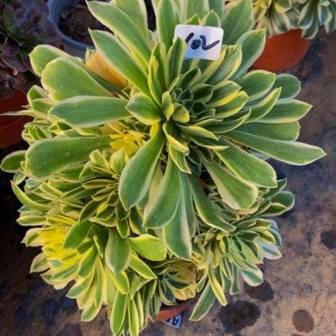 绿羊绒锦多肉植物102多肉