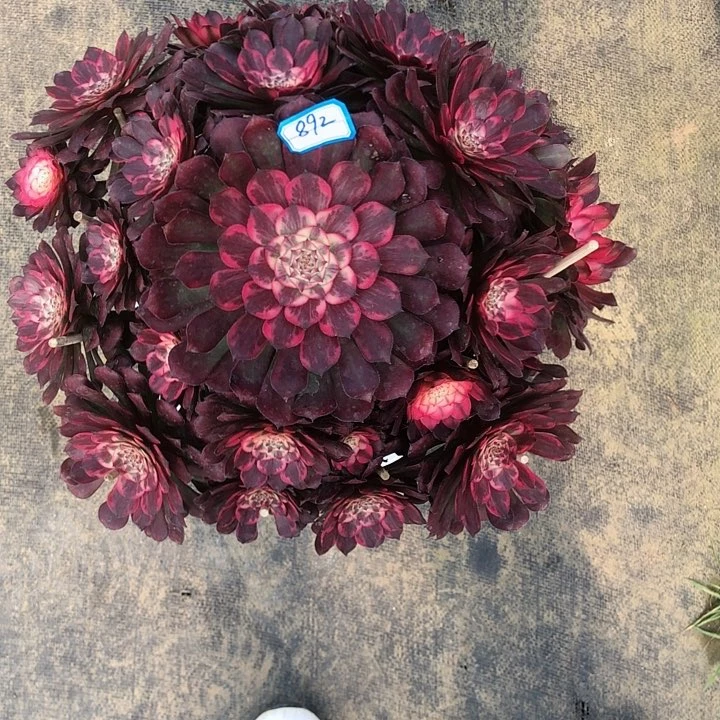 小***.892烟花多肉法师