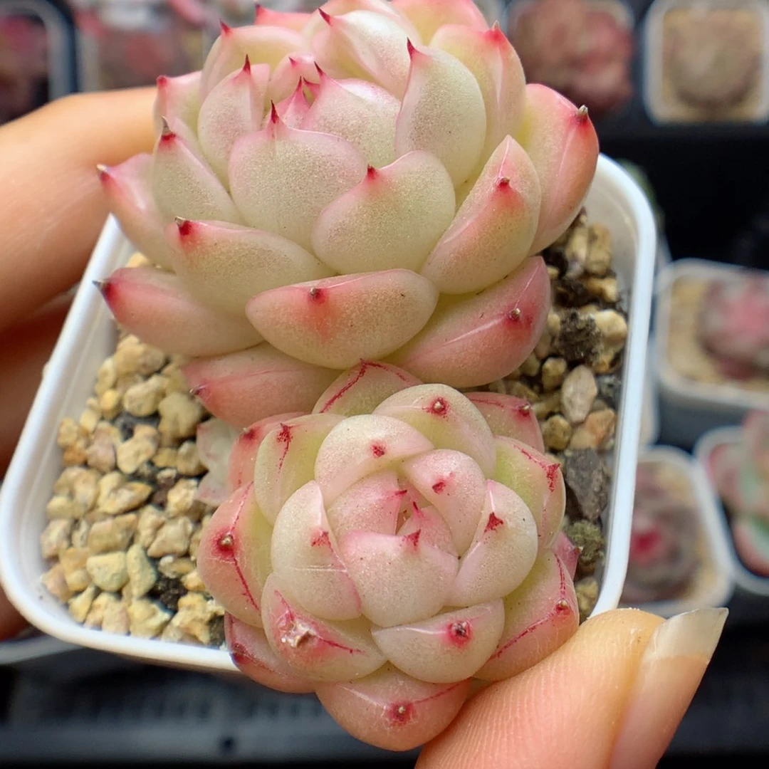 多肉植物。 麦秆不包整65