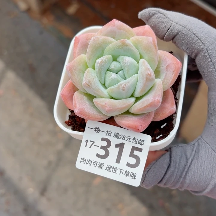 冰玉无盆土发货多肉多