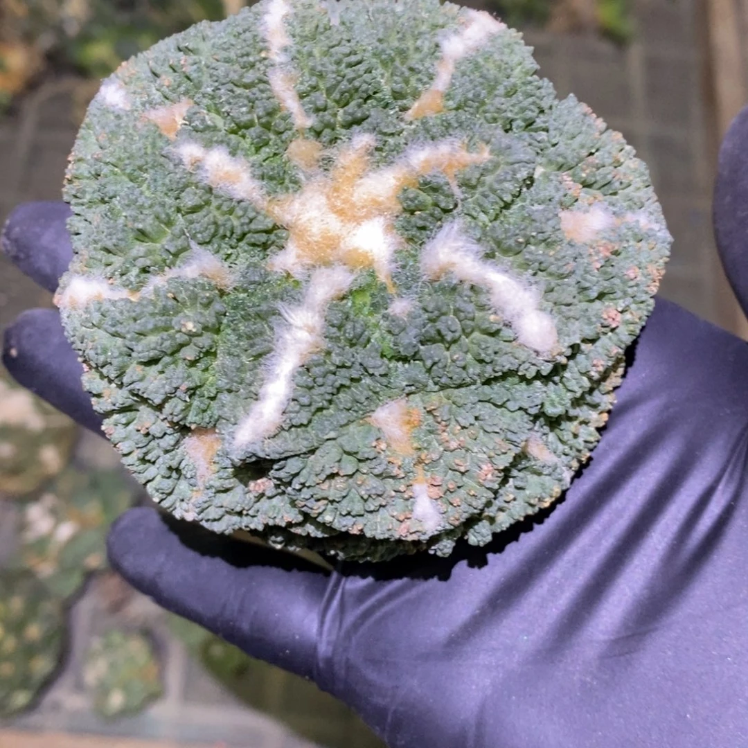 自根哥斯拉福利特价8.5cm