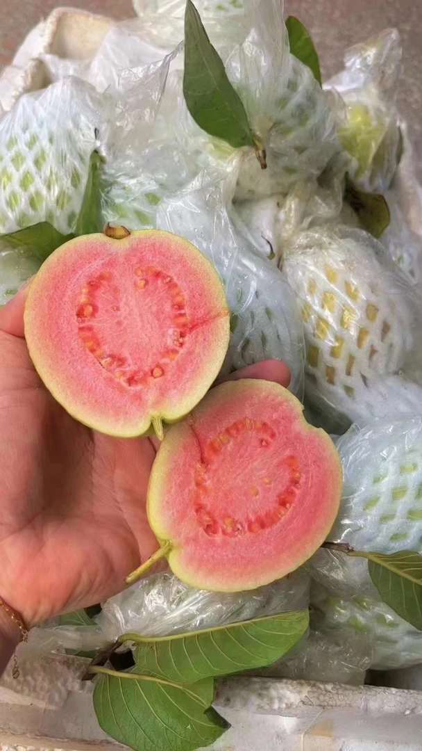 广西红心芭乐番石榴软糯白心双拼应季新鲜低糖孕妇水果