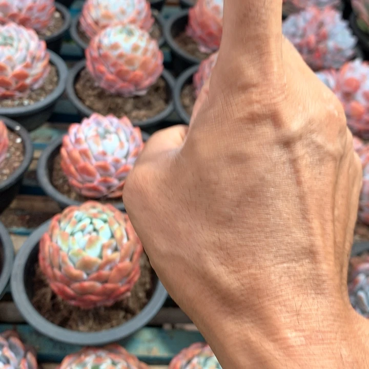 160杯精控单头橙梦露