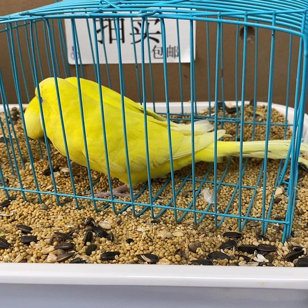 虎皮鹦鹉大头虎皮