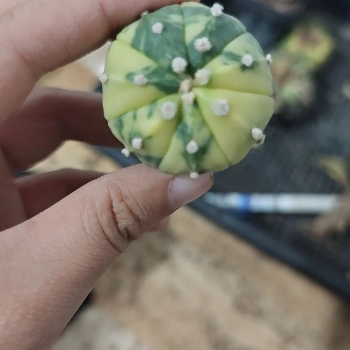 一物一拍，实生兜锦！