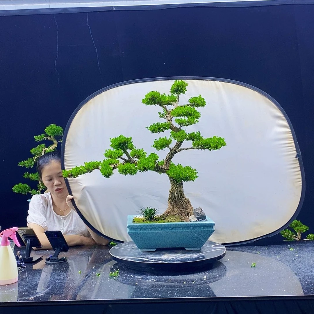 无花朵黄杨盆景造型