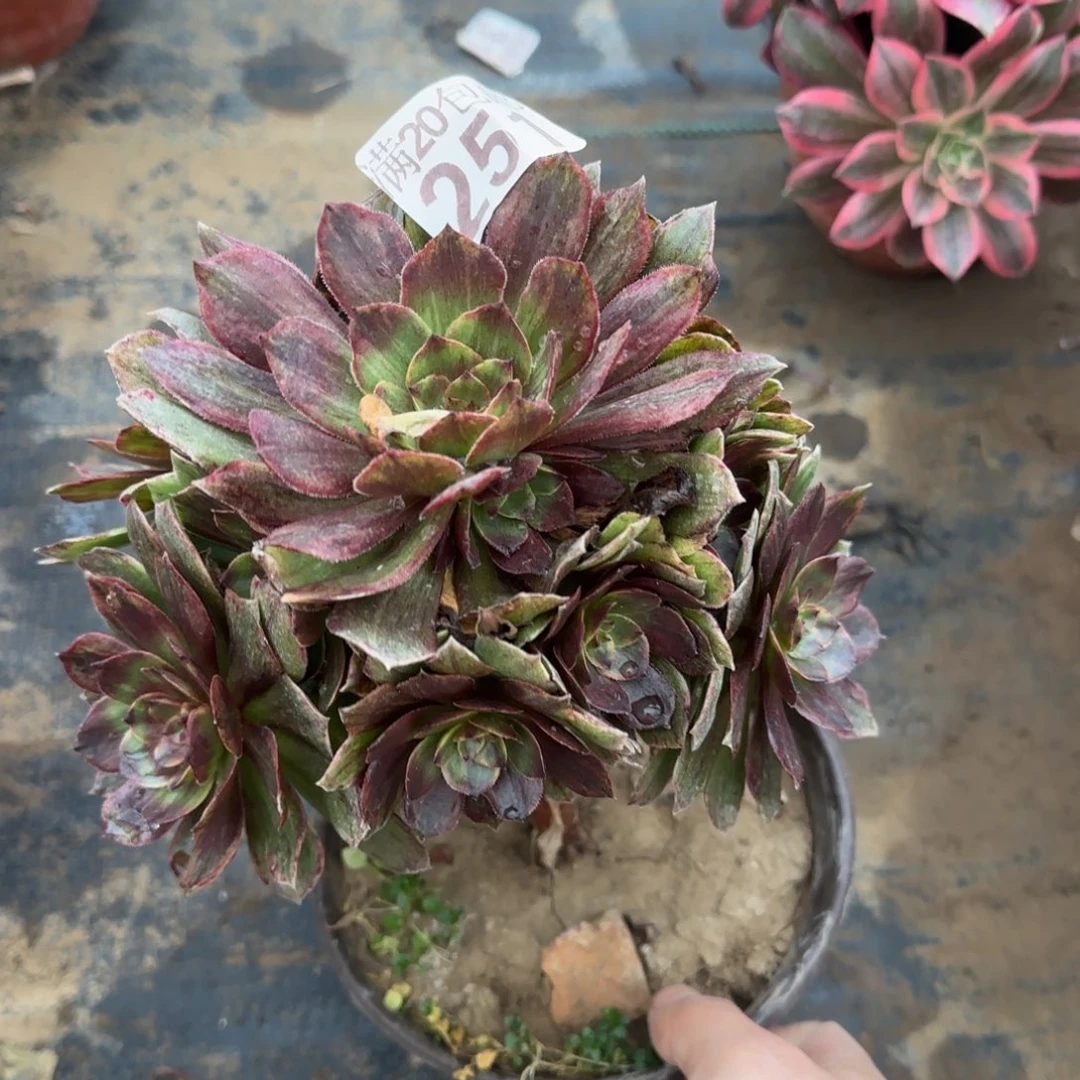 红丝绒251满20包邮断枝不包