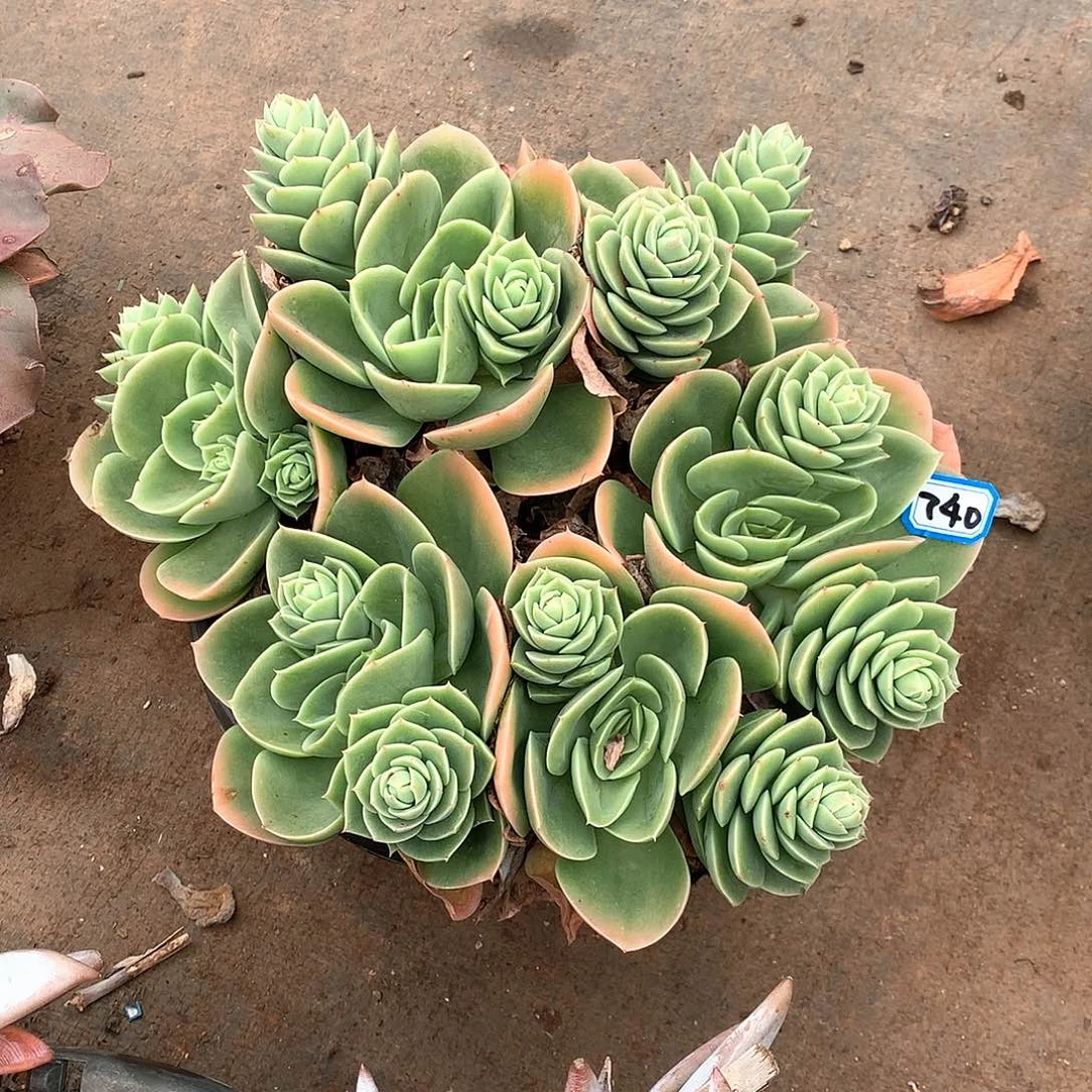 740星纳塔 一物一拍多肉