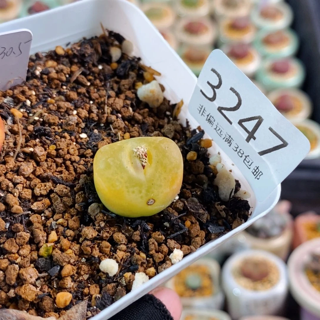 不***猫3247-一物一拍。1430.5水蜜桃