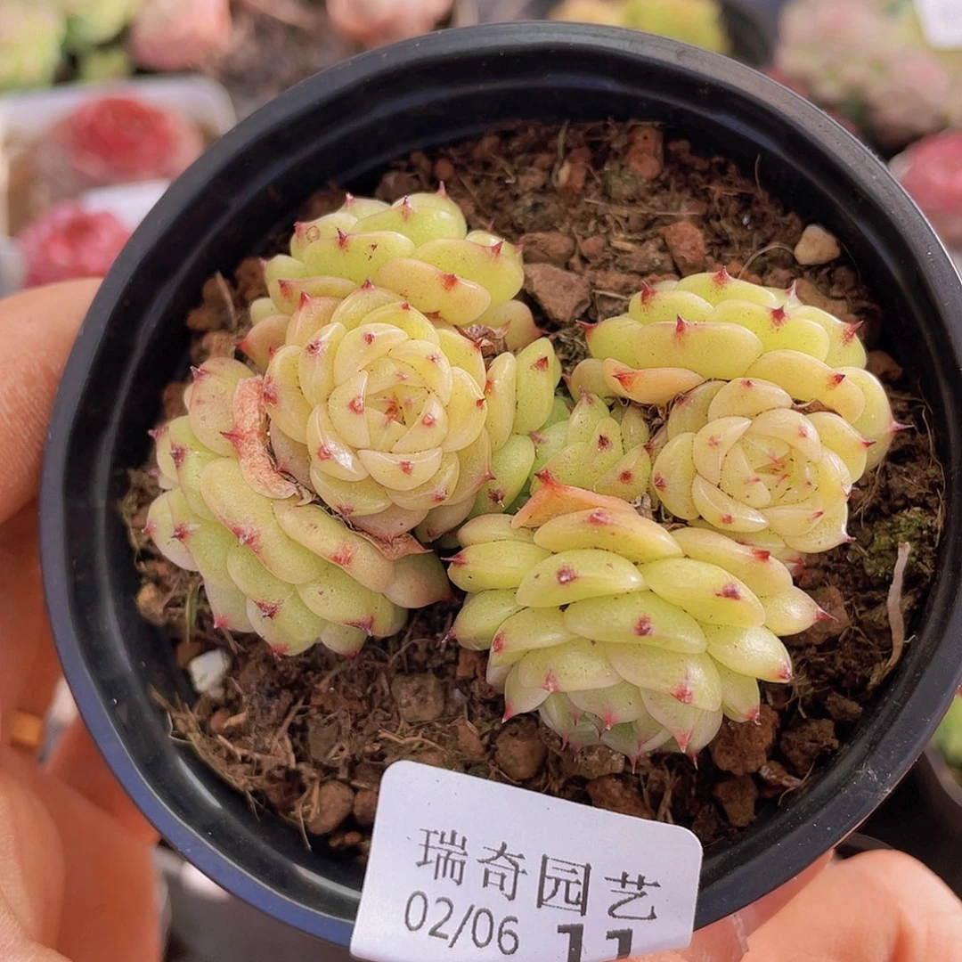 0000000000000011量拍