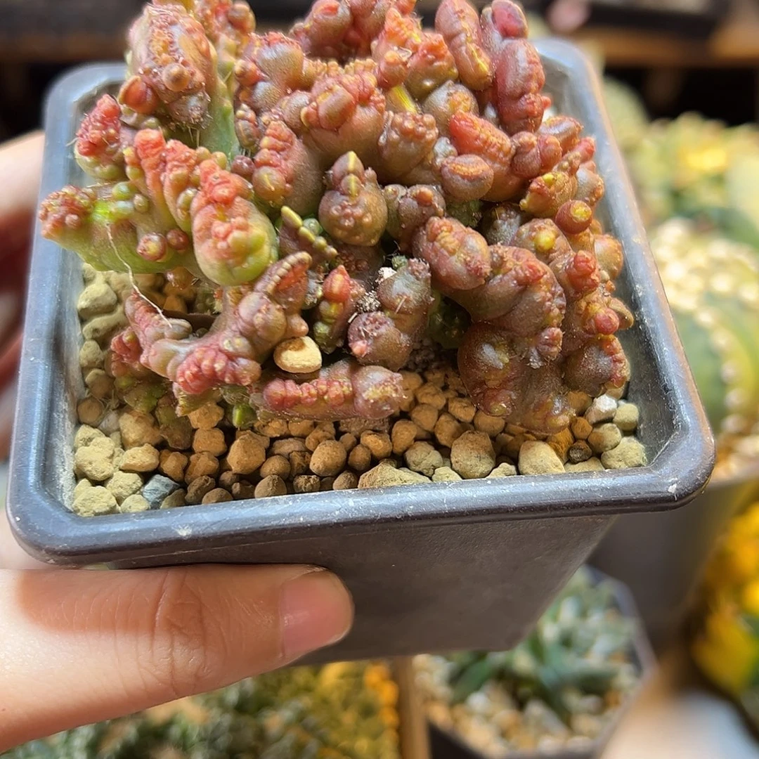 50号一点红石化带盆8.7公分