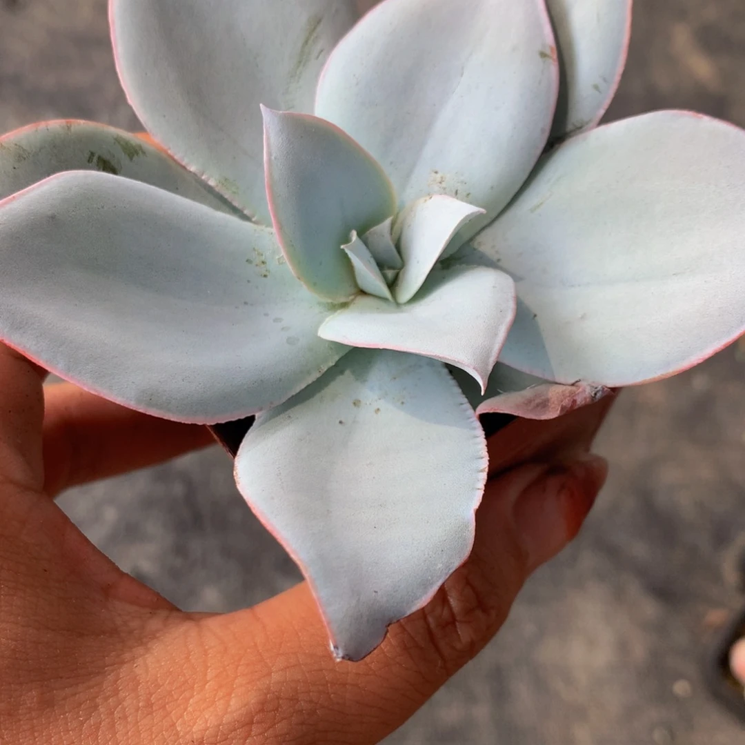 广寒宫 （满9.99包邮不满9.99发叶子）