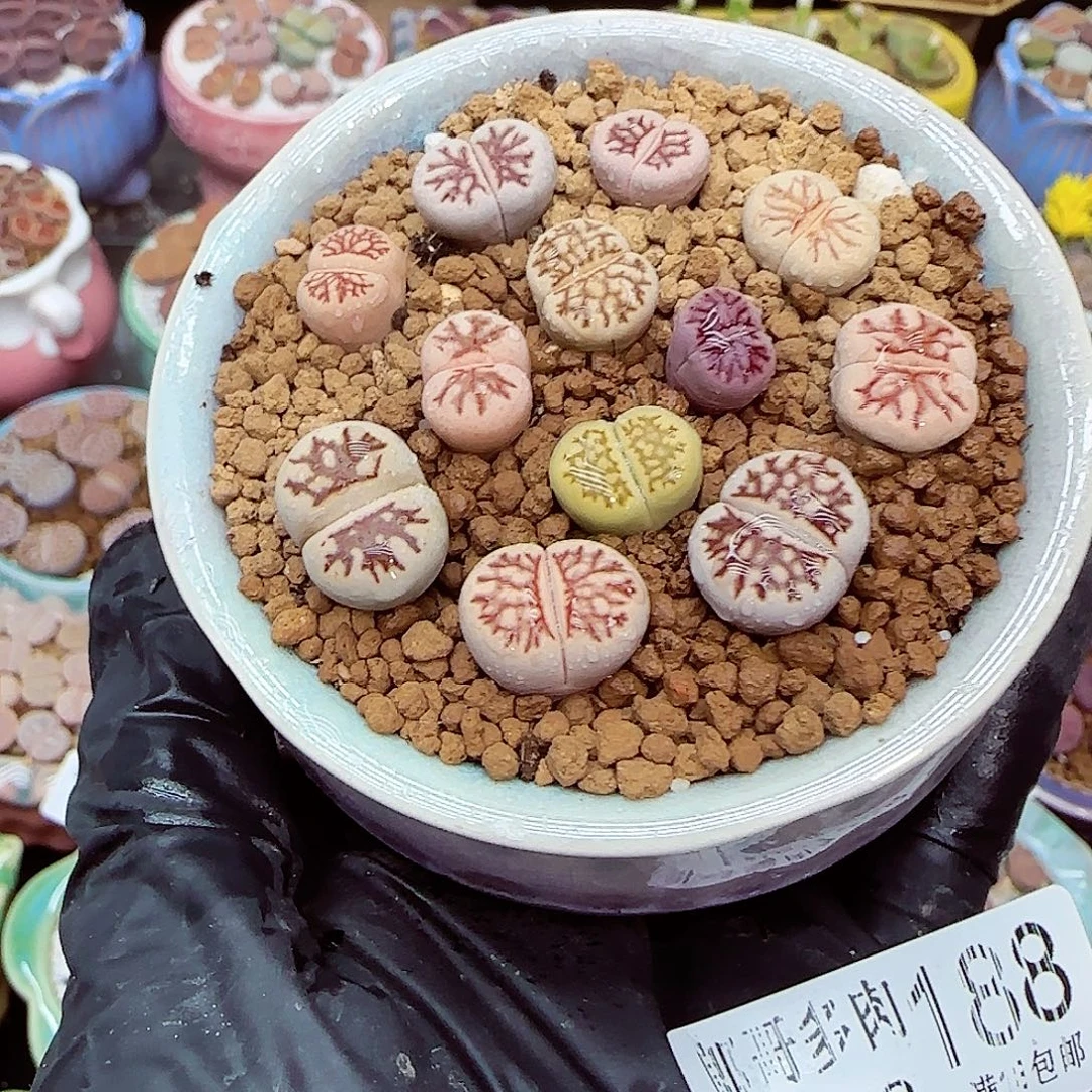 生石花满18包邮1128-188