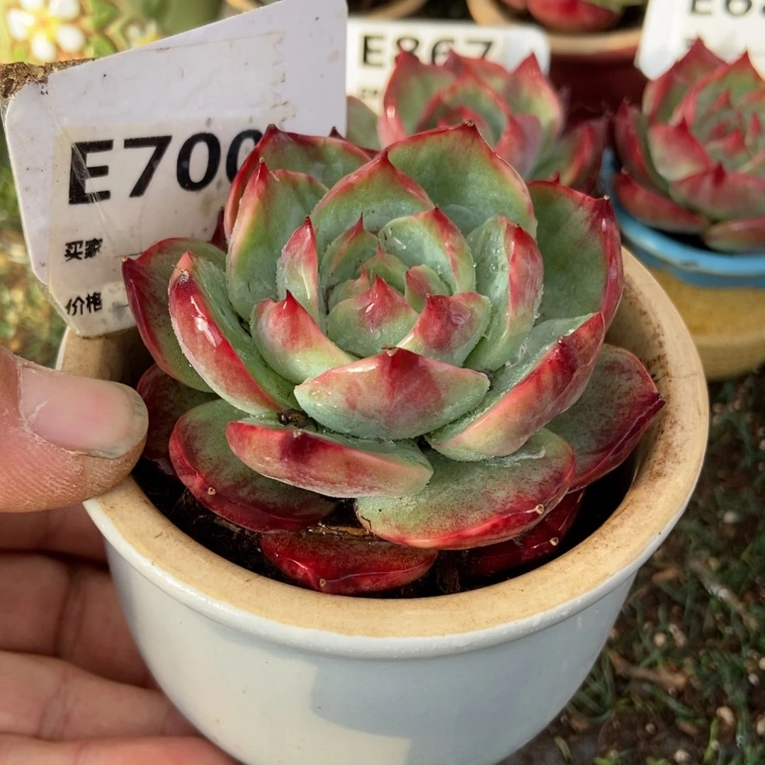 惊鸿一瞥700号多肉