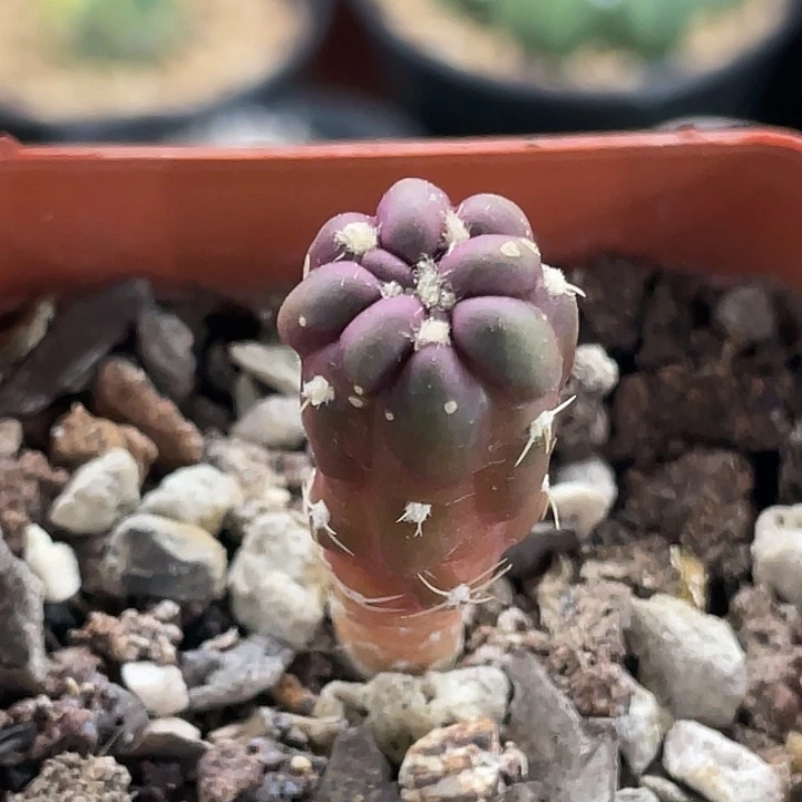 惠毛丸实生仙人球