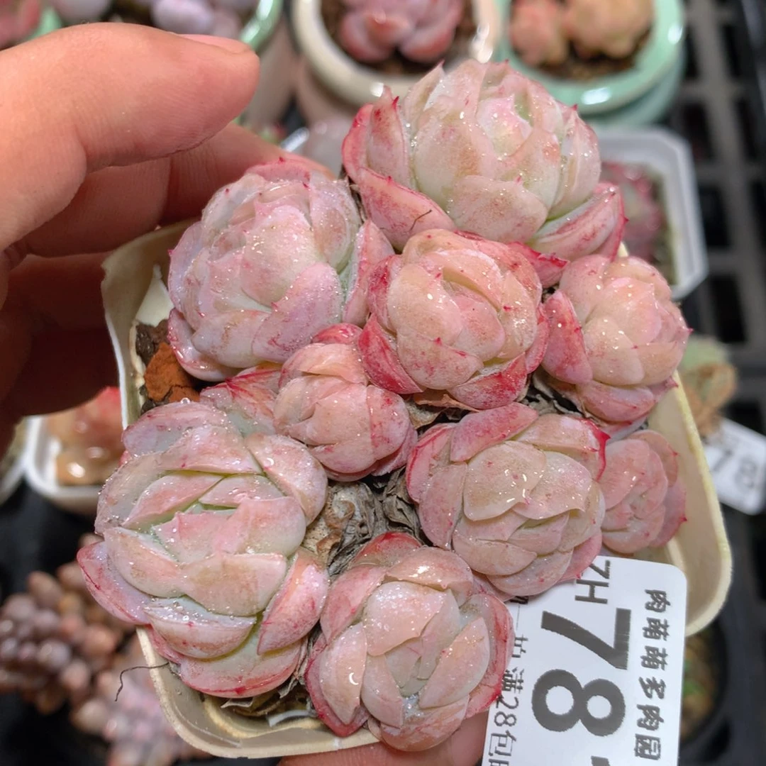 5CM拇指盆精控多肉ZH781