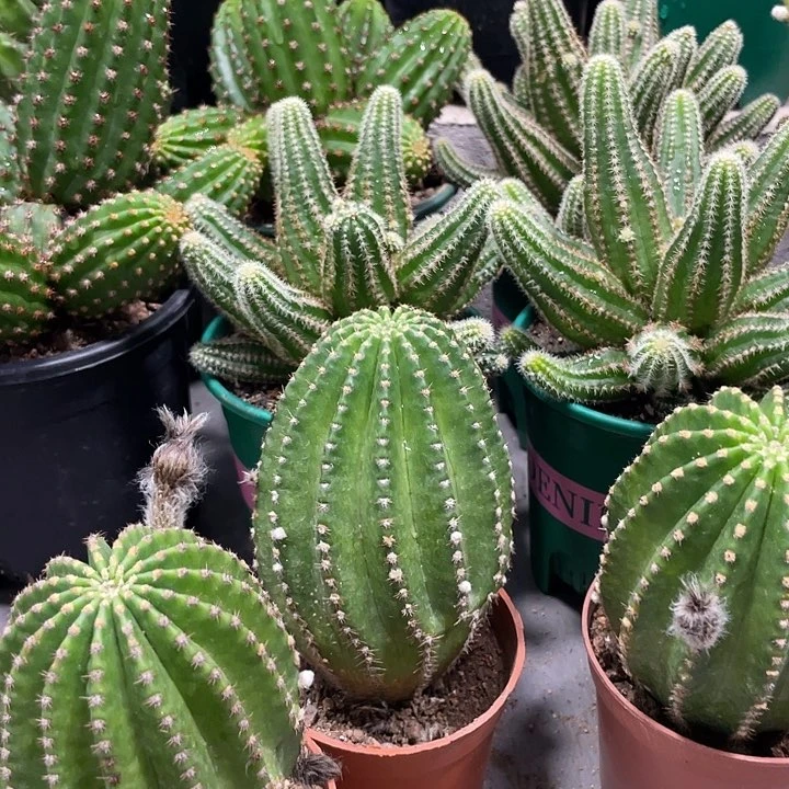 新品德系金刚带花苞一杯