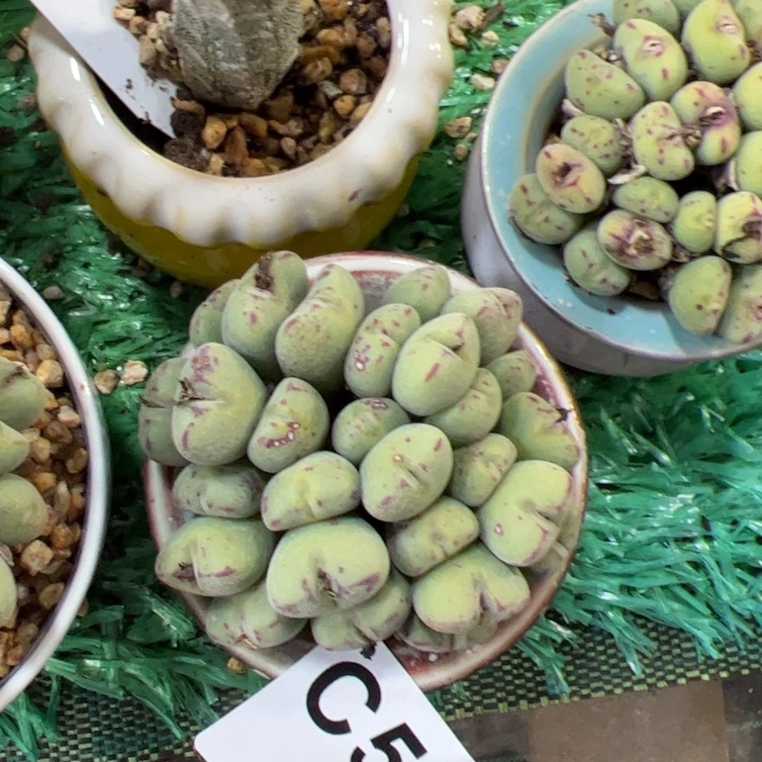 516 满38包邮一物一拍