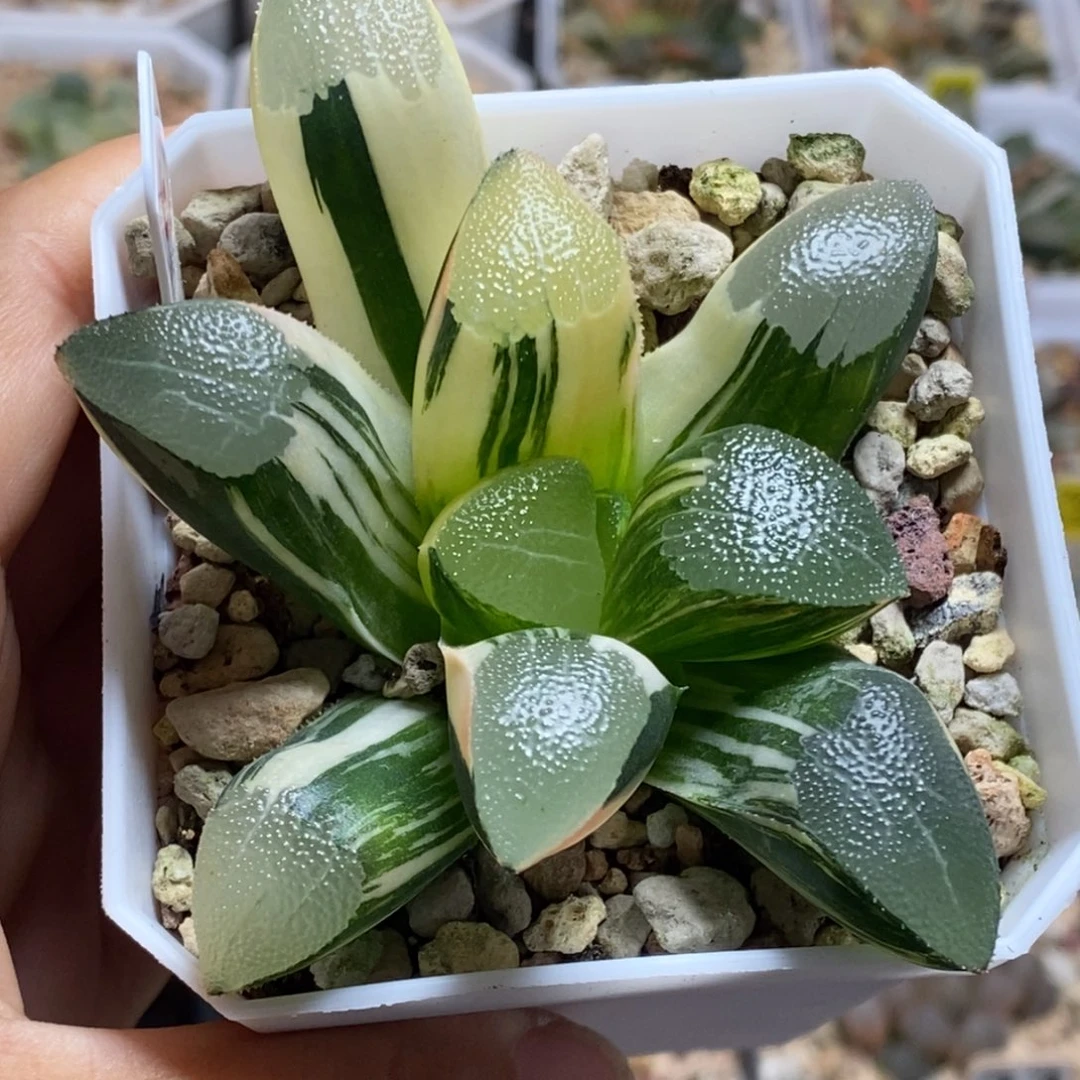 61号网纹克锦多肉植物