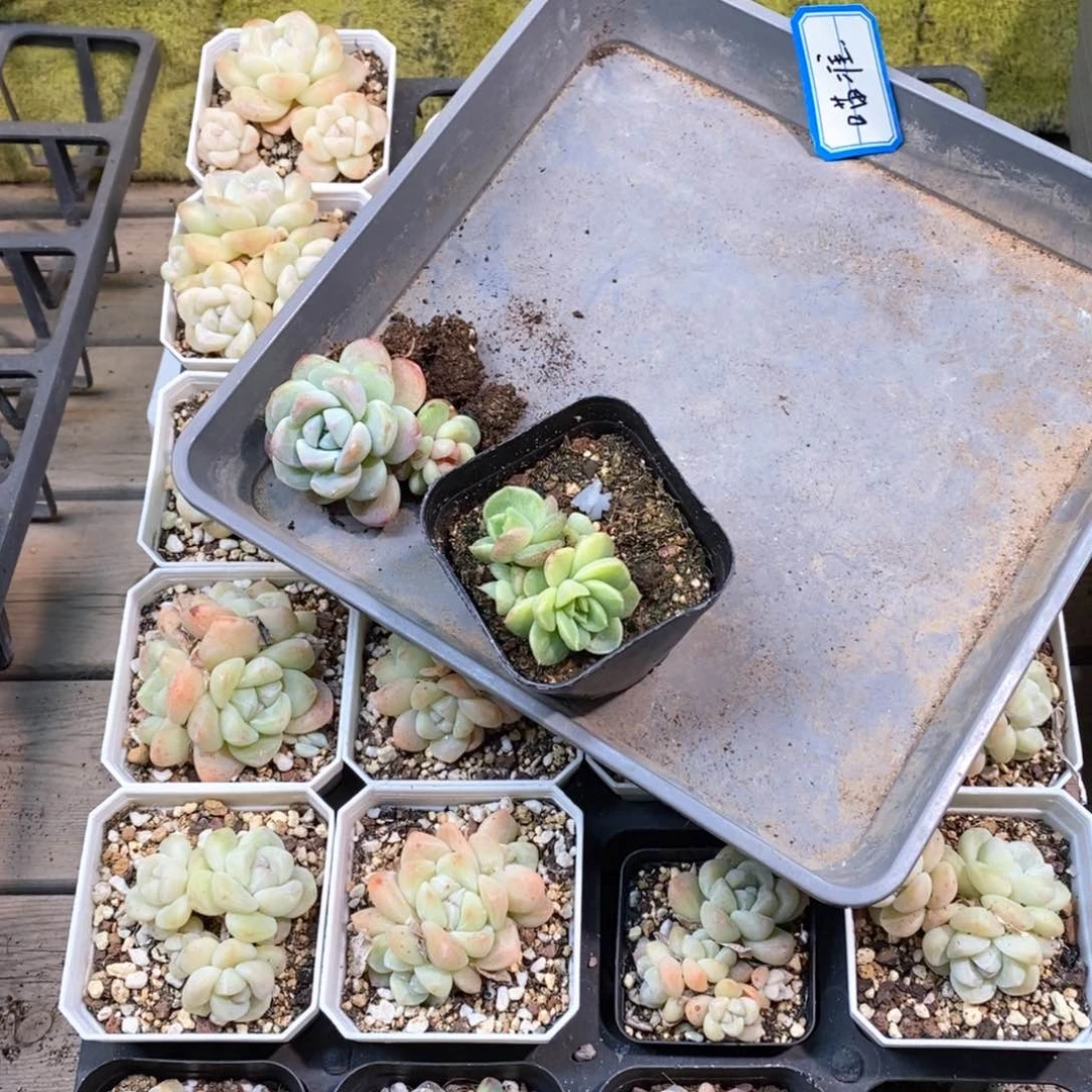 下***班瞄准两颗多肉专拍自选