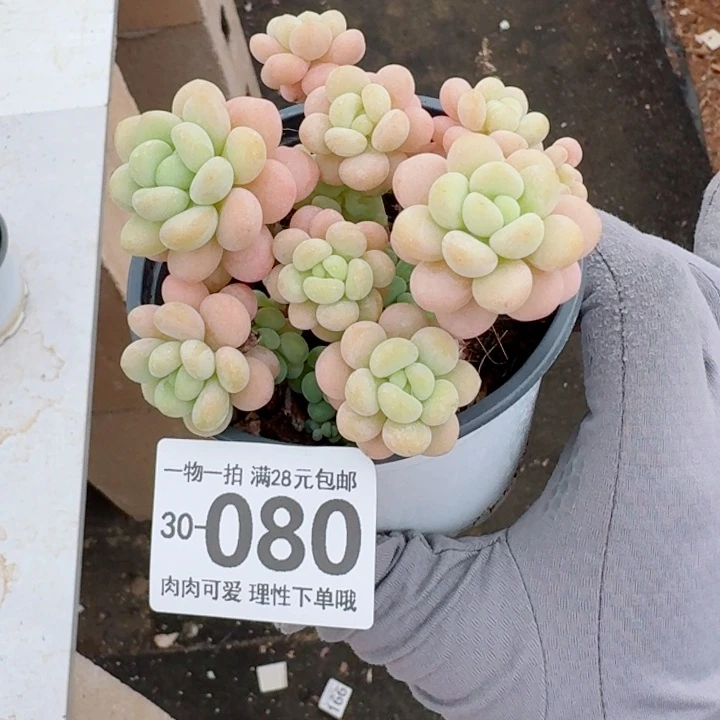 洛可可多肉多肉多肉植物多肉多