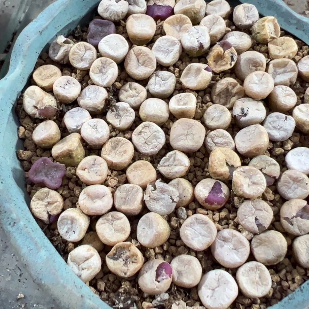 量拍园艺紫方碗一颗，多肉