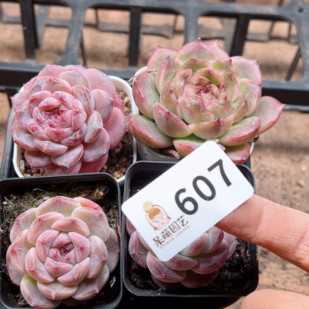 多肉植物多肉植物