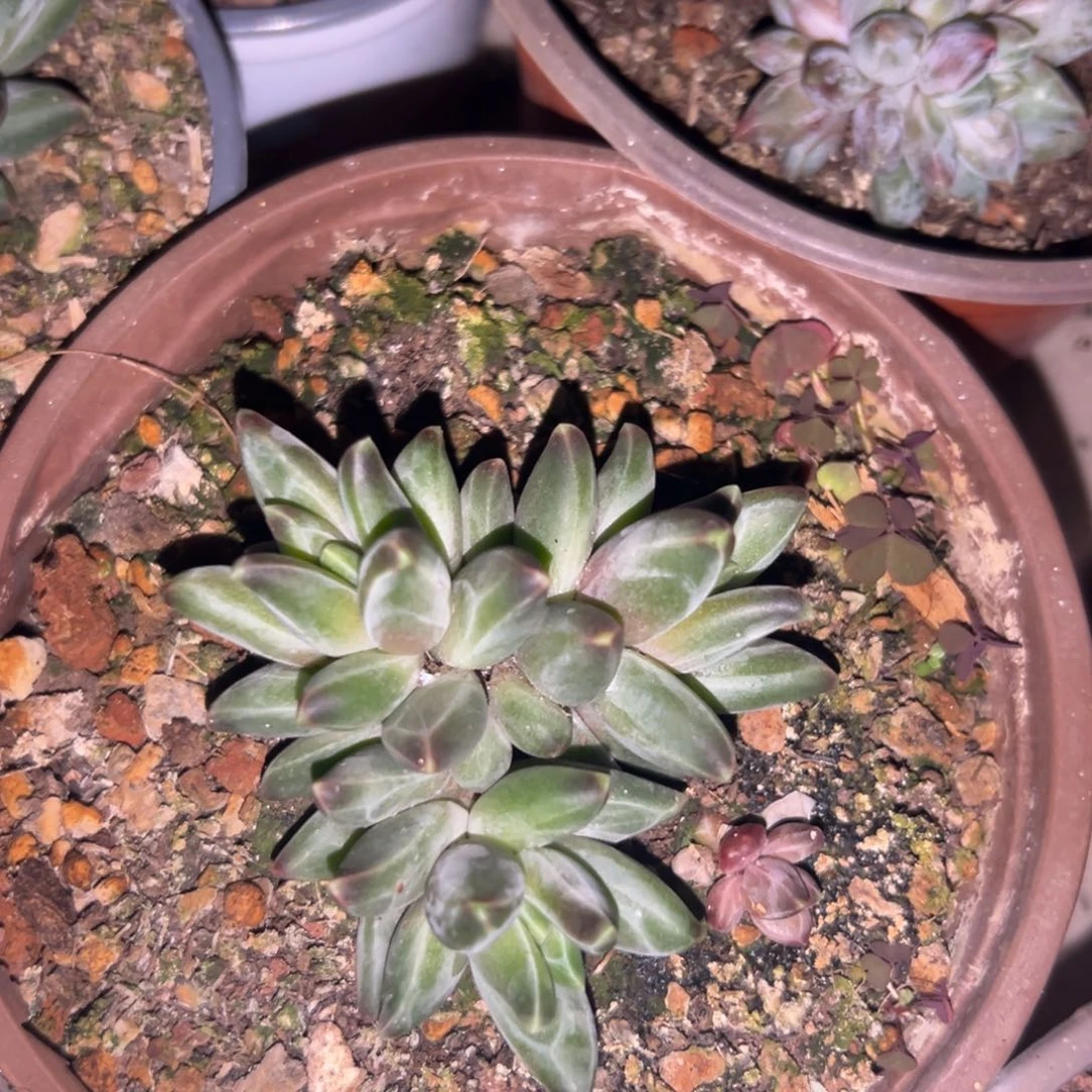 桔云多肉美人精品系列