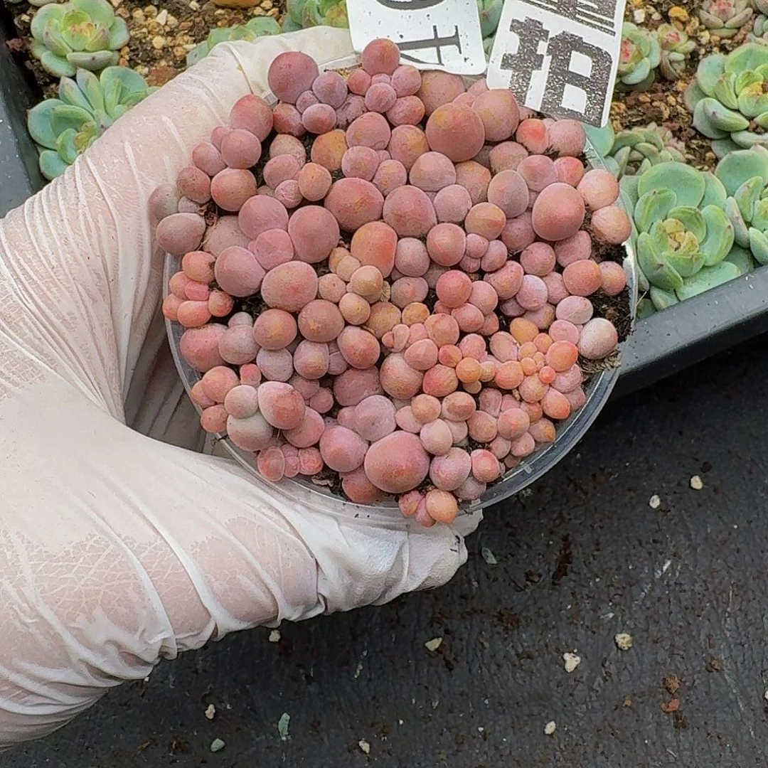 多肉植物多肉植物462量拍