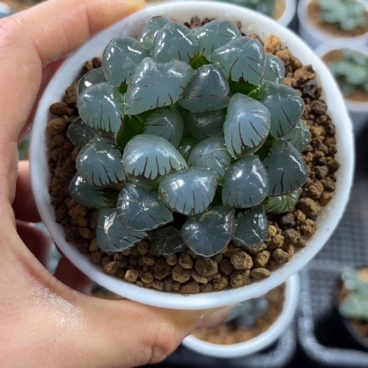白盘潘氏冰灯多肉植物