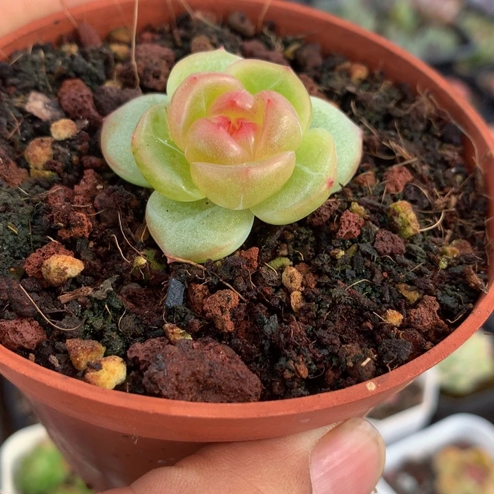 模特珍妮和物一拍