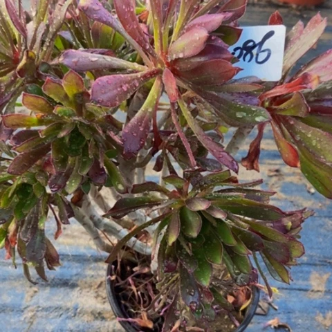 灰豆法师妖桩多肉86多肉