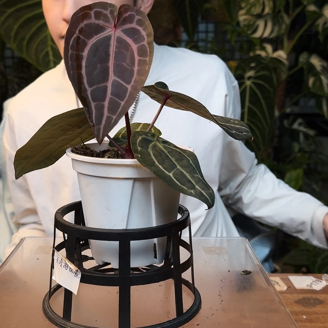 完全开放I92米歇尔