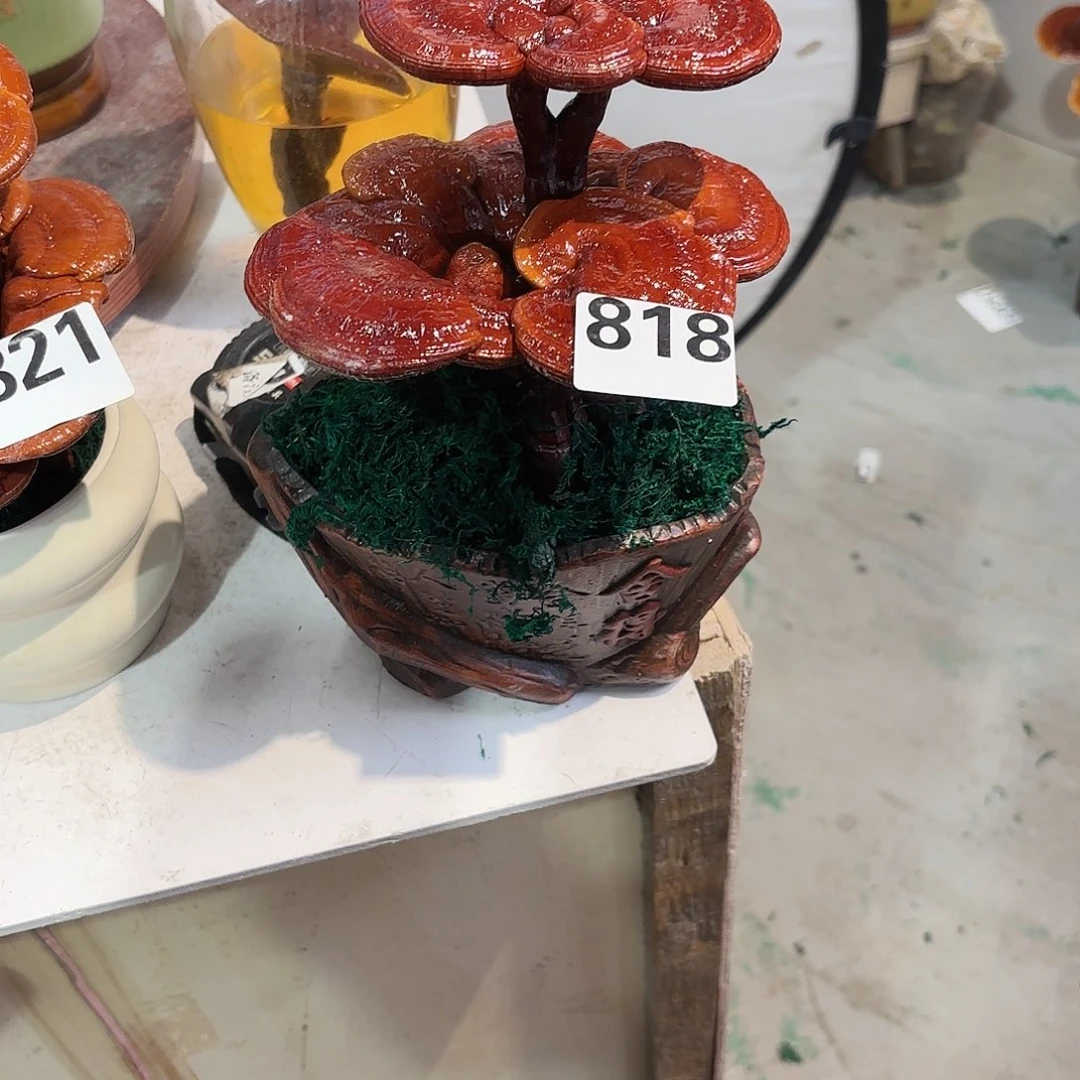 无花朵灵芝55555555555555