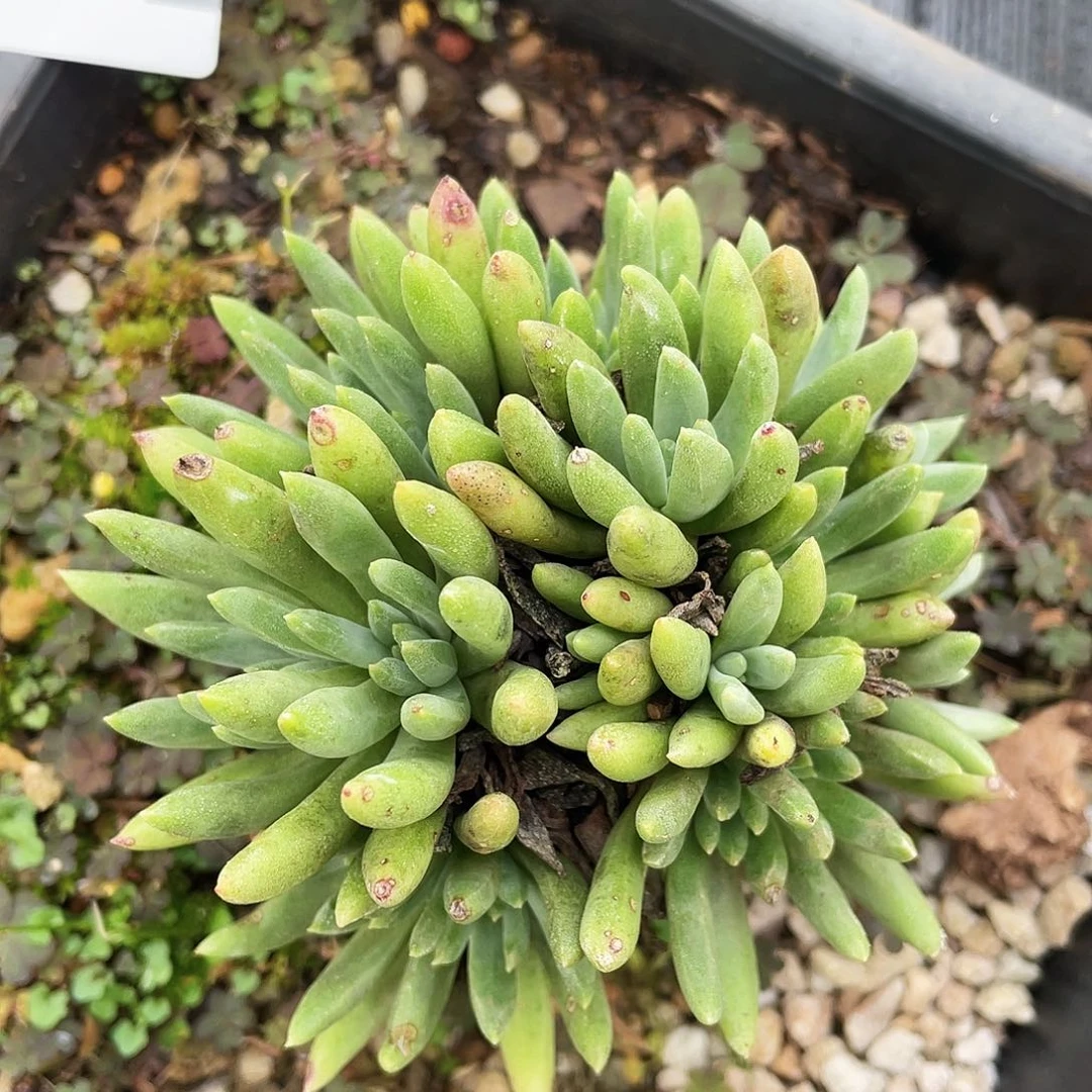 绿拇指杂交老桩7148