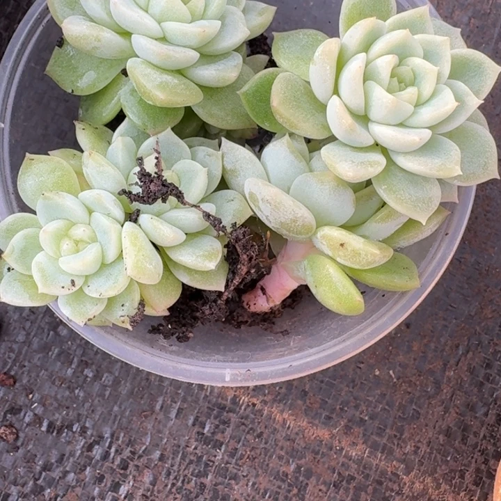 029泼天财富饭盒一组四颗嫩桩