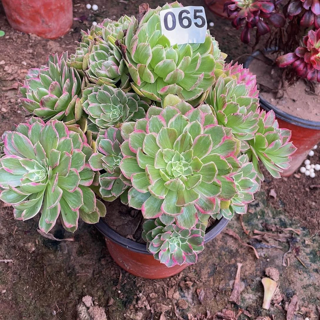 多肉法师65号莲花座发货不包损