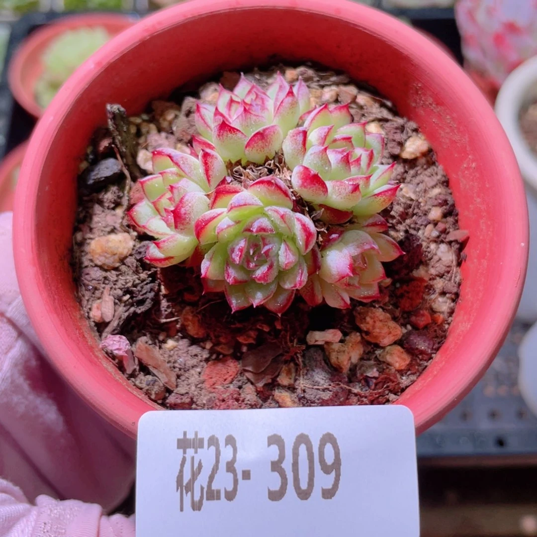 花利美23-309女王玫瑰 含盆脱土发