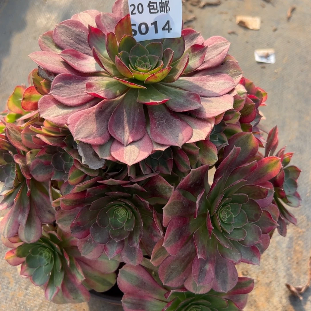 014雨荷，满20包邮嘟叮熊