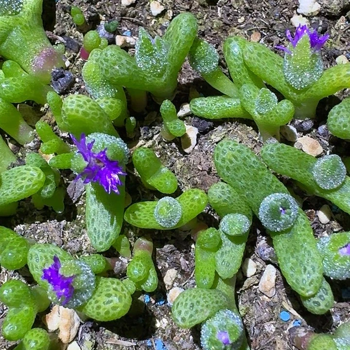 846妖奇玉脱土发货一个随机带花苞