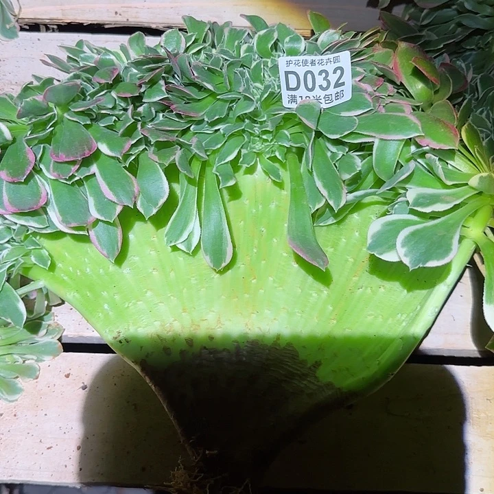 多肉法师白粉一体化