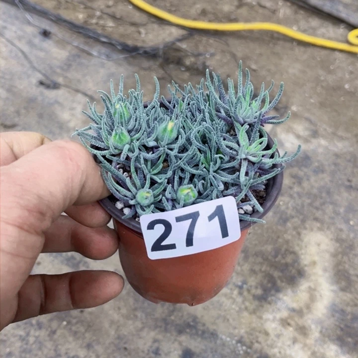 知**否天赐271 一物一图如图