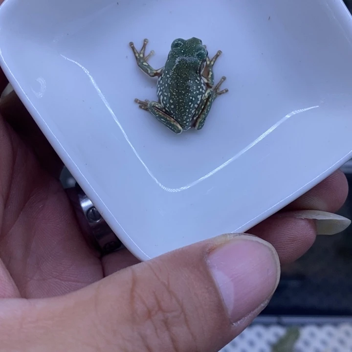 老爷树蛙澳蓝雪花1