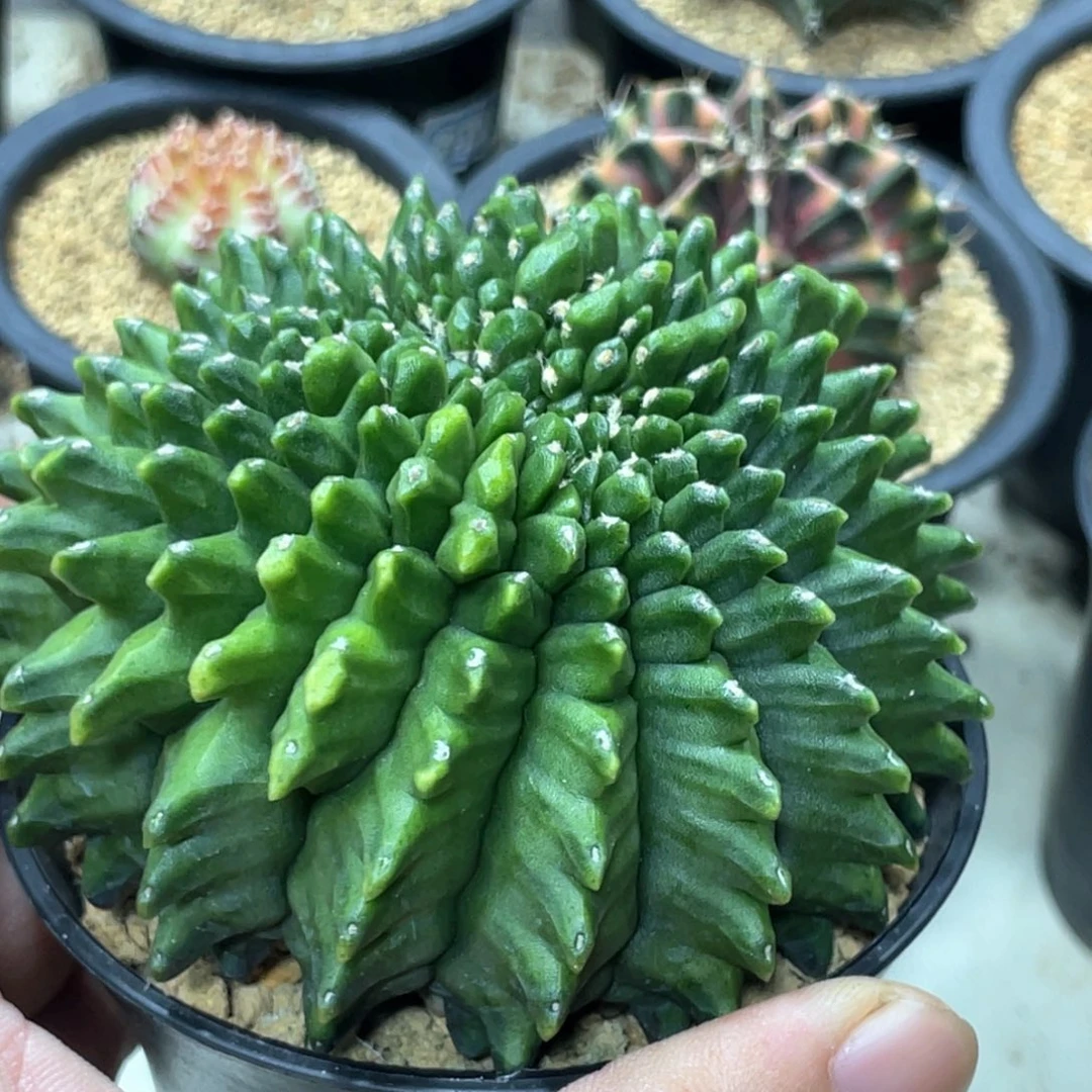 当前无花朵，栽培后可花朵龟甲无刺貘缀