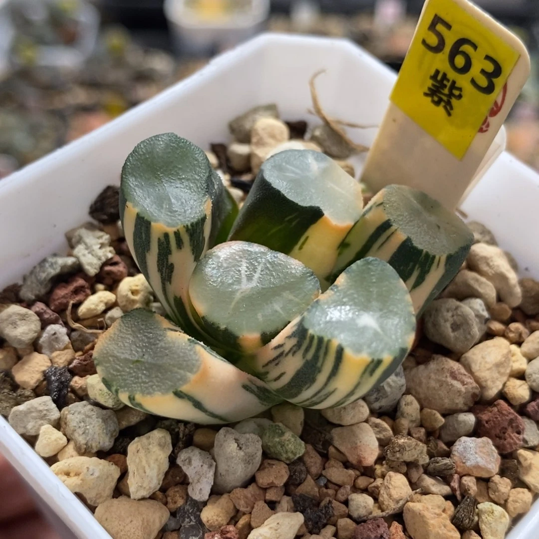 563山之翠万象锦一物一拍