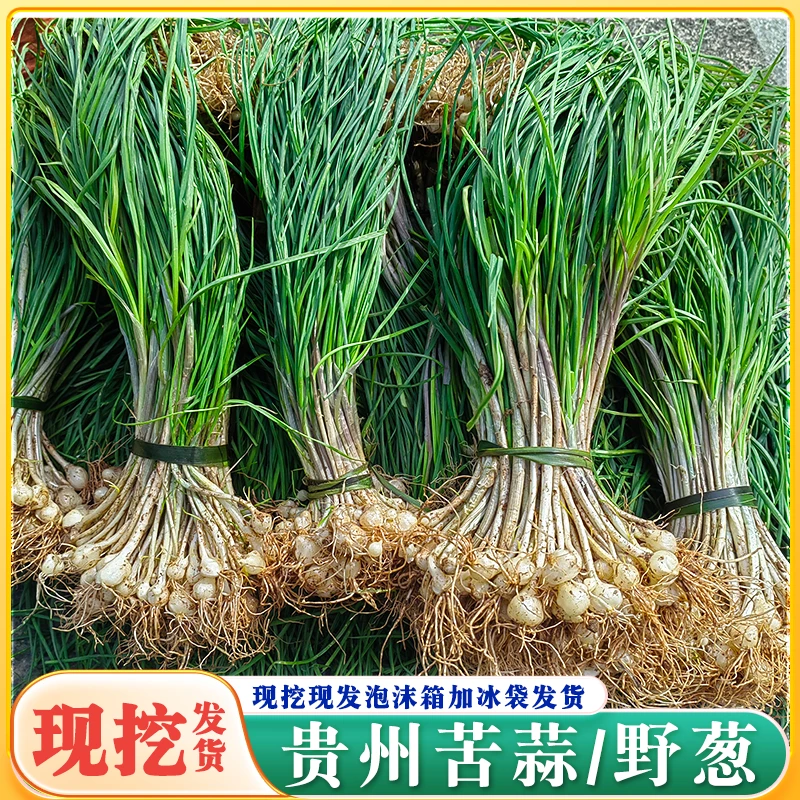 贵州新鲜现挖野葱小根蒜苦蒜保鲜发货的野菜
